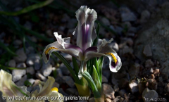 Iris persica_15-01-18.jpg