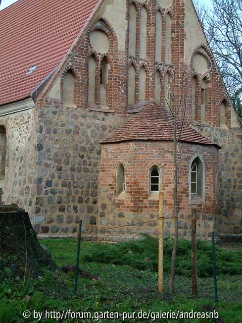 Kirchlinde - Pflanzung im November2010
