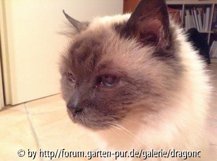 Cedric 15-01-2015
