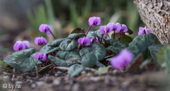unser Garten_3