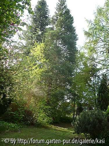 Sequoia Gigantenum