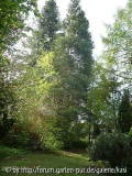 Sequoia Gigantenum
