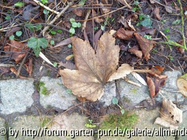 Blatt vom Ahorn