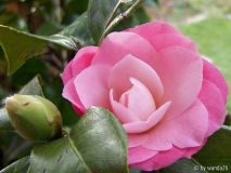 C.j. Desire (?)