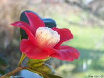 C.j. 'Bokuhan'