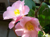 C.hybride 'Dagmar Berghoff'