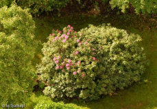 Stadtgarten-Rhodo