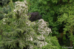 Stadtgarten