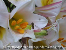 Liliensüße