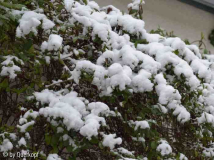 Lonicera mit Schnee