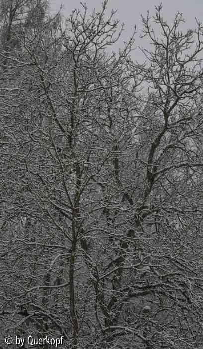 Laubbäume mit Schnee