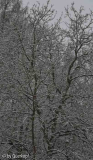 Laubbäume mit Schnee