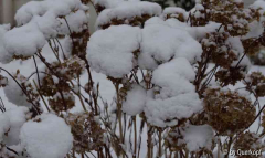 Hortensie mit Schnee