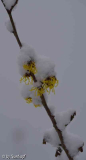 Hamamelisbluete mit Schnee