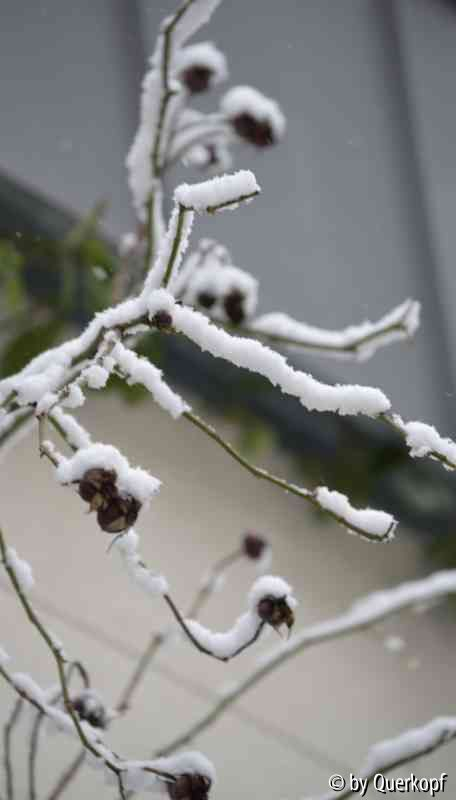 Hagebutten mit Schnee