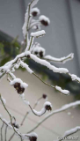 Hagebutten mit Schnee