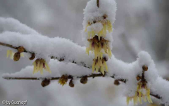 Chimonanthusbluete mit Schnee