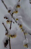 Chimonanthusblüte2 mit Schnee