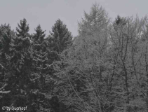 Waldausblich mit Schnee