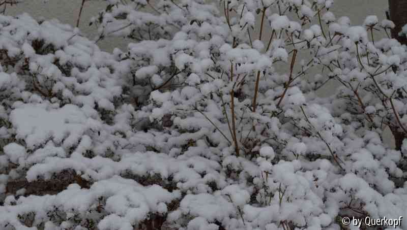 Azalee mit Schnee