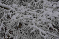 Tellerbirke mit Schnee