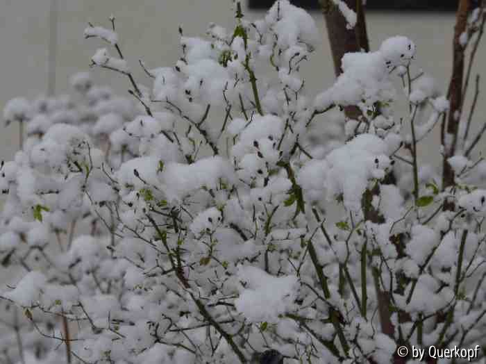 Polyantharose mit Schnee