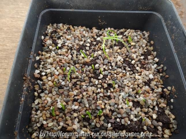 Nomocharis aperta Germination 2012