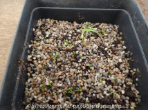 Nomocharis aperta Germination 2012