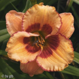 Berleyer Tigersong
