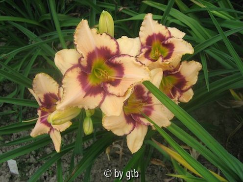 GT01-KL21_19 Classic Edge X Linda Daniels