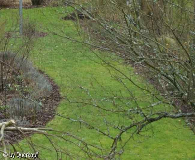Wiese im Januar