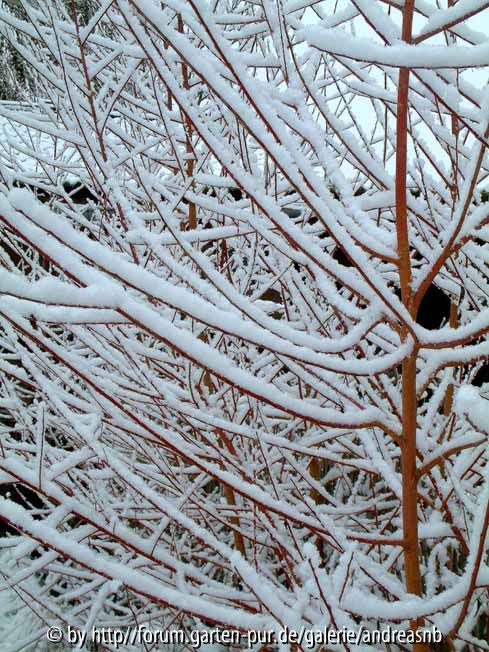 Salix Yelverton - Januar2015