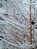 Salix Yelverton - Januar2015
