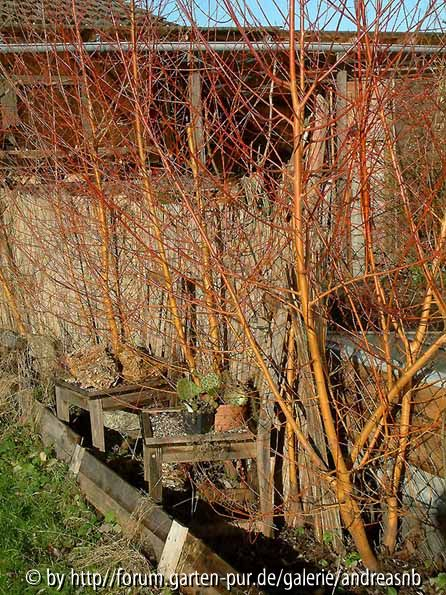 Salix Yelverton Zaun - Januar2015