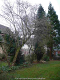 Haselnußbaum (im Hintergrund rechts Sequoia gigantenum)