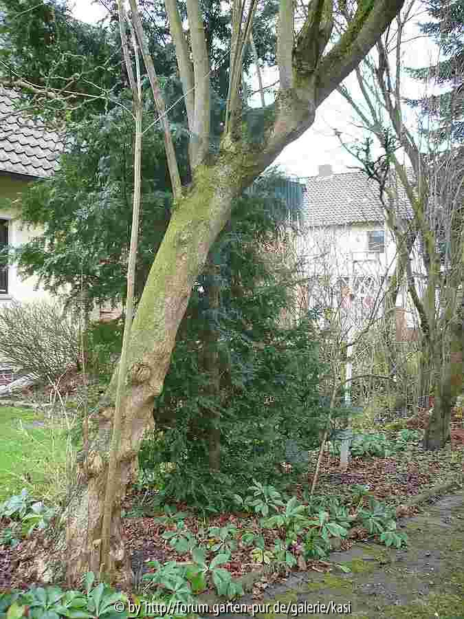 Haselnußbaum (darunter Helleborus niger)