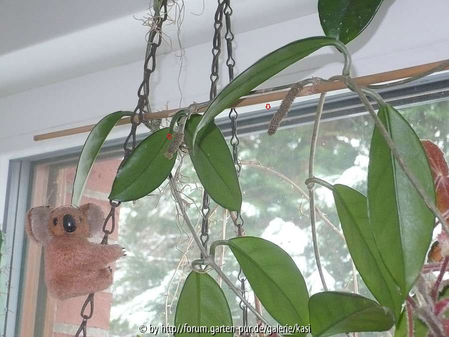 Hoya carnosa (Blütenständem rote Pfeile, nie entfernen)