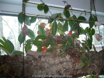 Hoya carnosa (Südfenster)