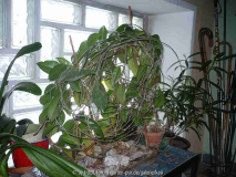 Hoya carnosa (Westfenster)