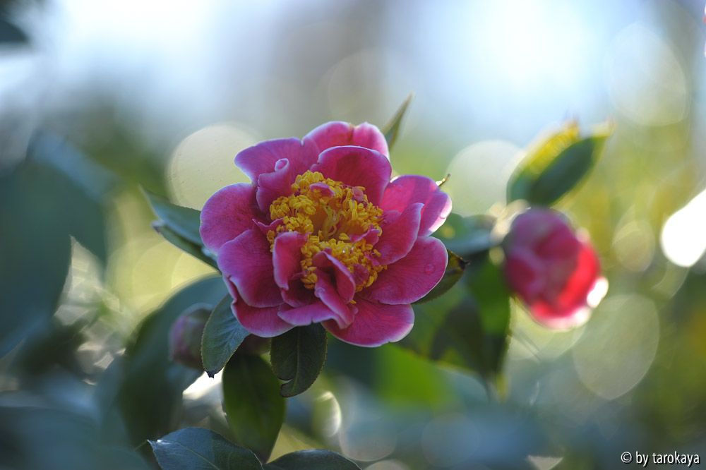 tama beauty jan 15