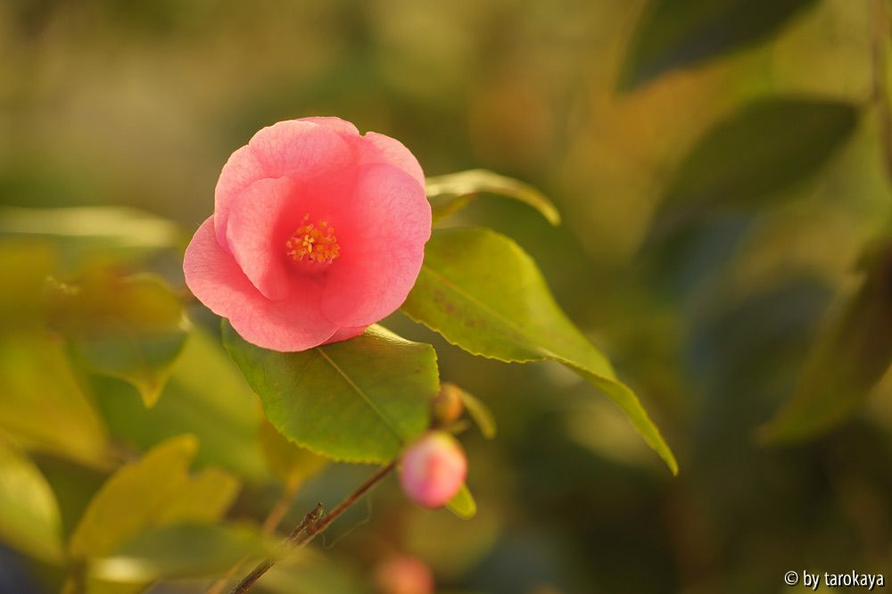 Sä aus C.rosaeflora07