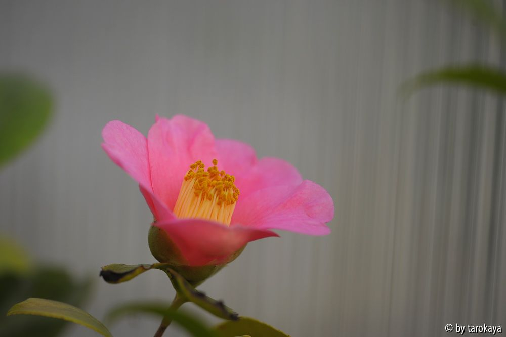 november pink jan15