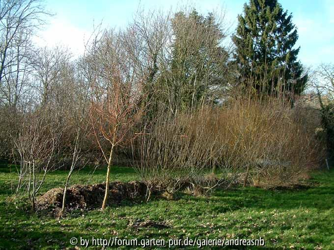 Weidenreihe - Januar 2015