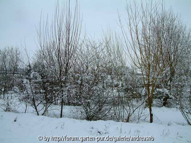 im Schnee - Jan2015