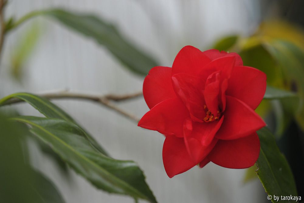 utsukushi asahe feb15