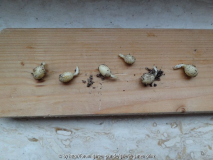 Styrax japonicus Germination February 20