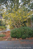 Hamamelis2015_101.jpg