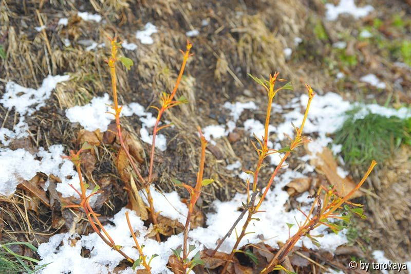 kalmia nach rehbesuch jan15