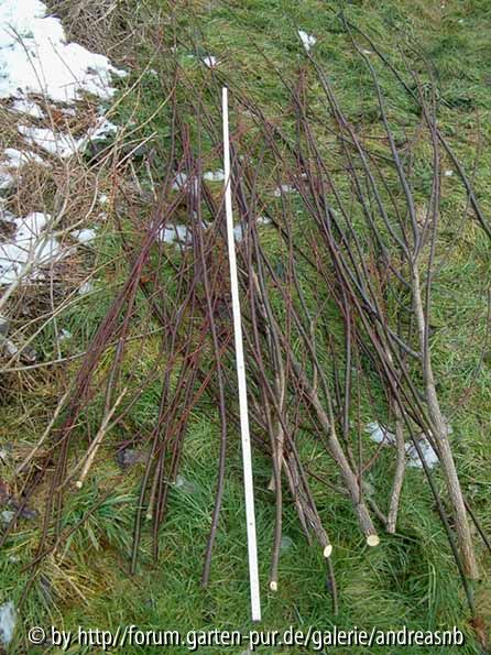 Salix-daph-Cont-Purple_Feb2015
