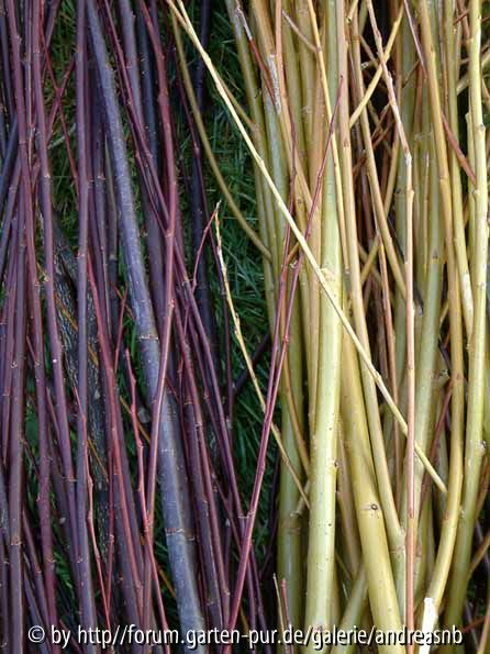 Salix-Cont-Purple_Jaune-Hative_Feb2015